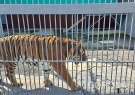  Евгения Уваркина усыновит в зоопарке тигрицу