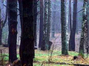 В Липецкой области заготовят 54 тыс. сосен и елей В Липецкой области заготовят 54 тыс. сосен и елей