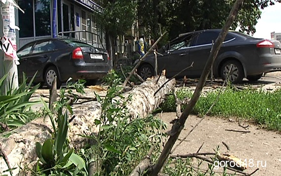 Липчанам угрожают старые деревья Липчанам угрожают старые деревья