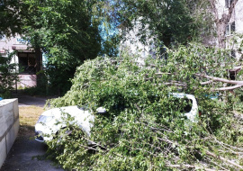 Ремонт повреждённого падением дерева «Фольксвагена» оценили в 175 700 рублей