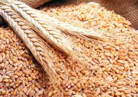 В России стабилизируются цены на пшеницу