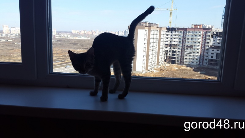 Липчан из аварийного жилья переселили в дом с трещинами Липчан из аварийного жилья переселили в дом с трещинами