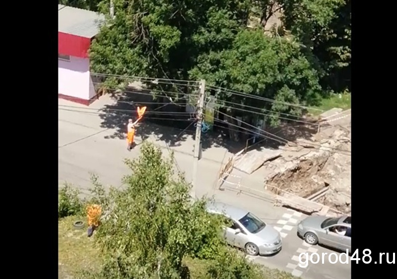 Липецкие коммунальщики побросали работу и принялись ловить попугая Липецкие коммунальщики побросали работу и принялись ловить попугая