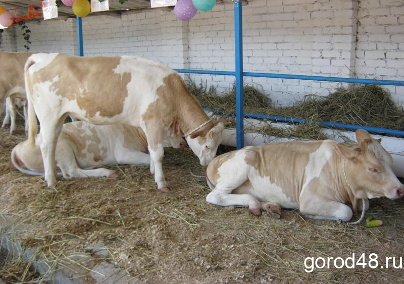 В Липецкой области выросло производство мяса и сократилось поголовье свиней и коз