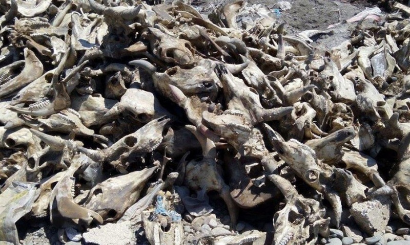 Компанию наказали за нарушения в утилизации павших животных Компанию наказали за нарушения в утилизации павших животных
