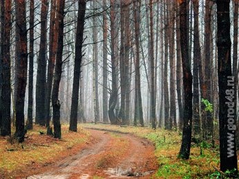 В Липецке незаконная вырубка леса нанесла ущерб государству в 3 миллиона рублей В Липецке незаконная вырубка леса нанесла ущерб государству в 3 миллиона рублей