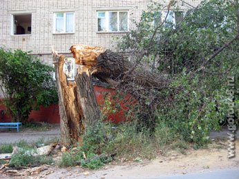 В Липецке рухнувший тополь выбил окна в квартирах В Липецке рухнувший тополь выбил окна в квартирах