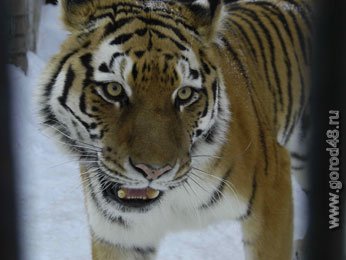В Липецком зоопарке живут два символа наступающего Нового года В Липецком зоопарке живут два символа наступающего Нового года