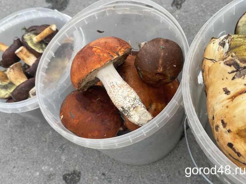 В Липецкой области грибами отравились 23 человека