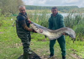 Сома-гиганта поймали в пруду села Крещенка