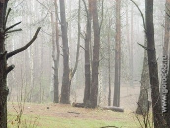 В лесах региона началась «перепись» диких животных В лесах региона началась «перепись» диких животных