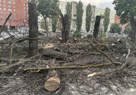 На проспекте Победы спилили сухие деревья