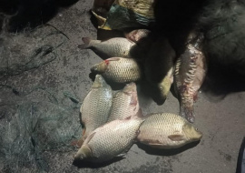Банда из Тамбовской области украла рыбу из липецкого пруда