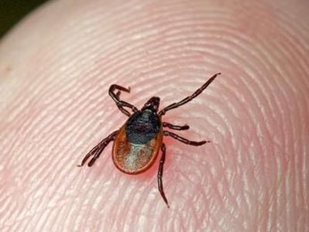 Число покусанных клещами в Липецкой области перевалило за 3 тысячи Число покусанных клещами в Липецкой области перевалило за 3 тысячи