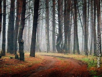 В Липецкой области началась перепись диких животных В Липецкой области началась перепись диких животных