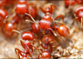 Европу предупреждают о нашествии красных огненных муравьев