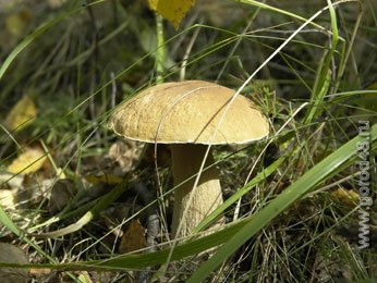 Ещё один липчанин отравился грибами Ещё один липчанин отравился грибами