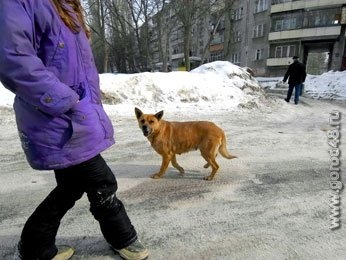 В Липецке опасаются бешенства бродячих животных В Липецке опасаются бешенства бродячих животных