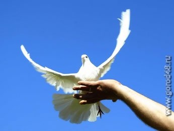 Липчанин пытается вывести новую породу голубей Липчанин пытается вывести новую породу голубей