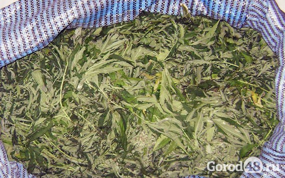 Куплю марихуану в липецке купить лучшие семена конопли