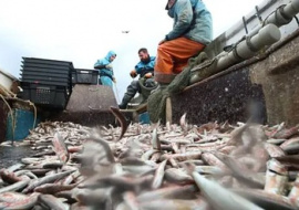 Минсельхоз заявил о подготовке программы по увеличению продажи российской рыбы в Африку