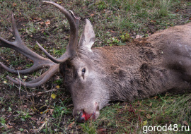 В Тербунском районе браконьер убил лосиху