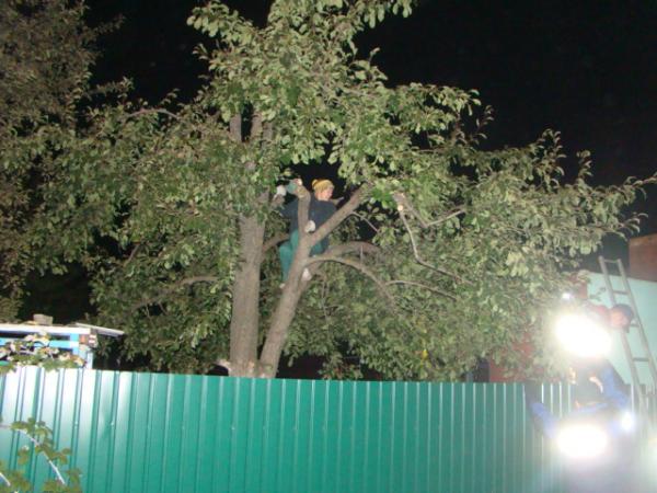 Спасатели сняли с дерева пенсионерку Спасатели сняли с дерева пенсионерку