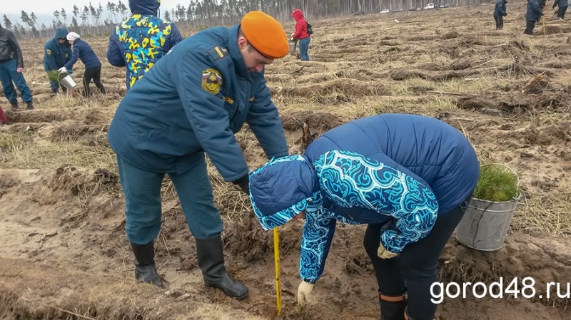 В районе Силикатных озер проходят массовые посадки леса В районе Силикатных озер проходят массовые посадки леса