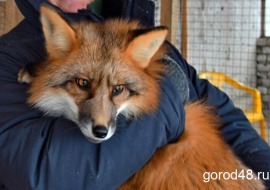 В Липецкой области объявлена охота на лис