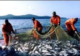 РФ поставляет в Китай, Южную Корею и Африку 2,33 млн рыбы