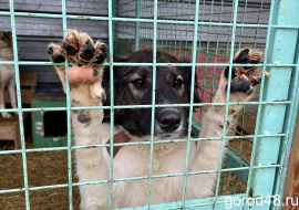 За год в Липецкой области отловили 4 753 бездомные собаки