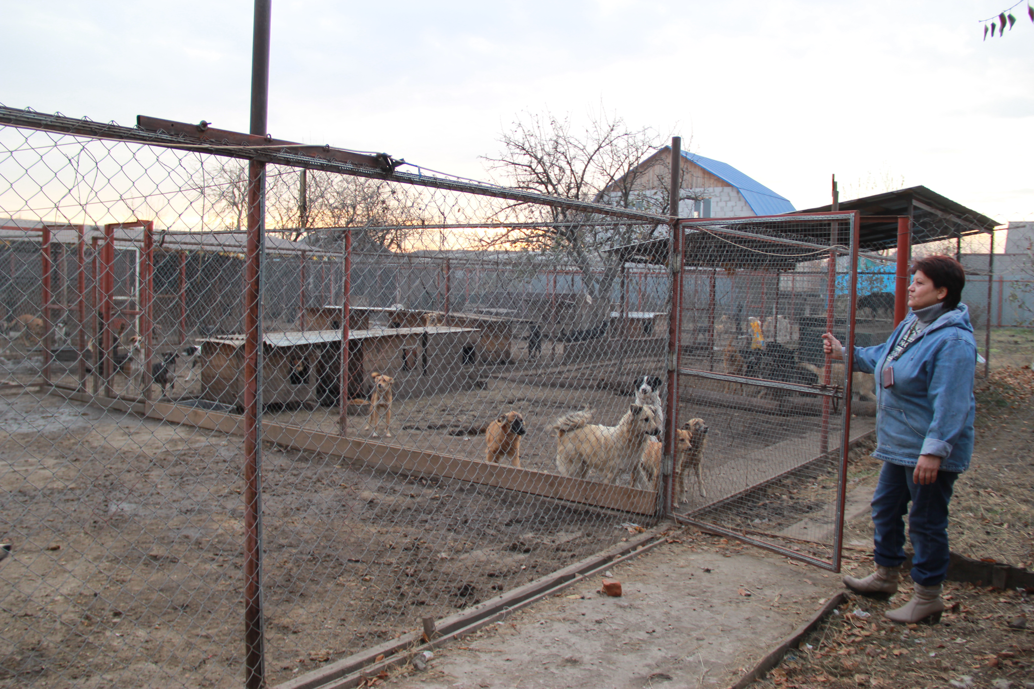 Питомник собак в крыму. Приют для собак. Елимбетово собачий питомник. Питомник собак в нальчике. Новости в питомнике собак в крыму.