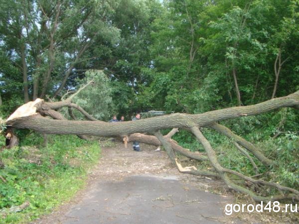Ветер свалил деревья в центре города Ветер свалил деревья в центре города