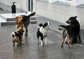 В Госдуме предлагают ввести ответственность для чиновников из-за нападений бездомных животных