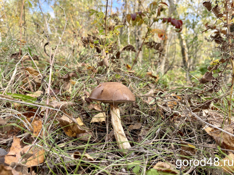 В Чаплыгинском районе женщина пошла за грибами и заблудилась