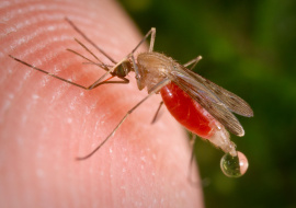 Воронежец заразился малярией на отдыхе в Африке