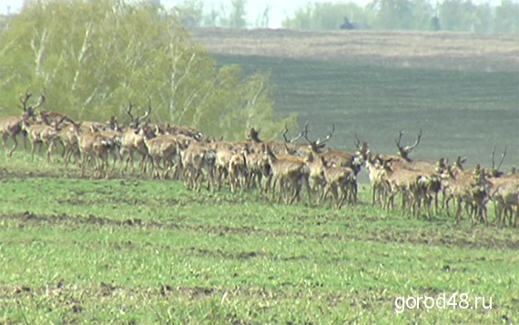 В краснинском районе появился "Олений парк" В краснинском районе появился "Олений парк"