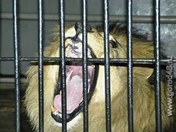 Победители конкурса красоты среди животных в Липецком зоопарке получили в награду по два килограмма мяса Победители конкурса красоты среди животных в Липецком зоопарке получили в награду по два килограмма мяса