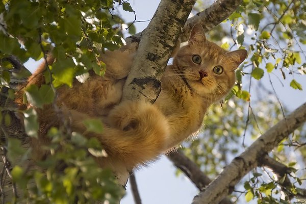 Кот-инвалид не дождался помощи и упал с дерева Кот-инвалид не дождался помощи и упал с дерева