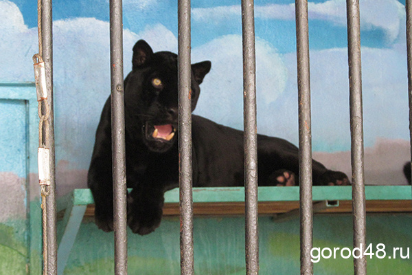 Тамбовские полицейские рассказали, как в их городе оказалась черная пантера  и о её побеге