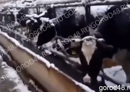 Игорь Артамонов пообещал сохранить молочную ферму в Добринском районе