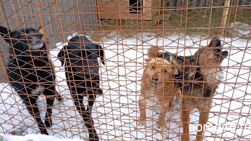 Липецкие зоозащитники: «Выловленные собаки мерзнут по пути в Тамбов»
