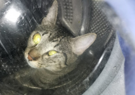 В Липецке спасли кошку - «космонавта»