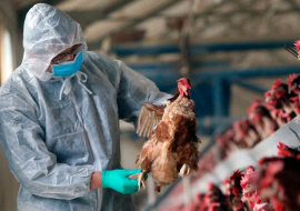 Очаг высокопатогенного гриппа птиц нашли в Воронеже