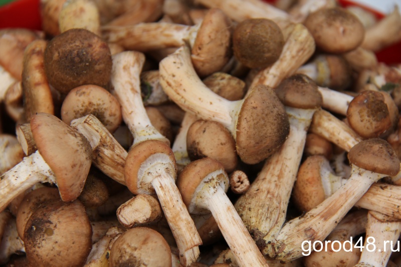 В Липецкой области отравились грибами два человека