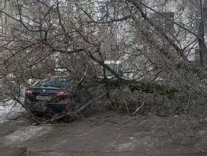 В Липецке на машину упало дерево