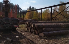 Прокуратура настаивает на увольнении чиновника лесоконтроля Прокуратура настаивает на увольнении чиновника лесоконтроля