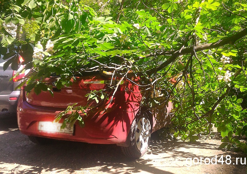 В Липецке старый каштан рухнул на автомобили В Липецке старый каштан рухнул на автомобили