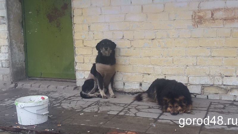 Еще в семи липецких селах ввели карантин по бешенству Еще в семи липецких селах ввели карантин по бешенству