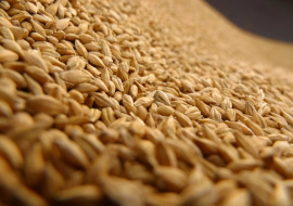 Российские запасы зерна к 1 июля могут составить 26 млн тонн